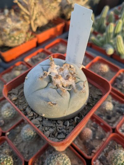 Lophophora williamsii v. texana