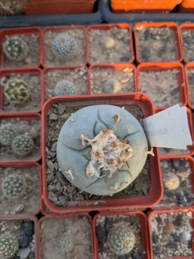 Lophophora williamsii v. texana - Зображення 2