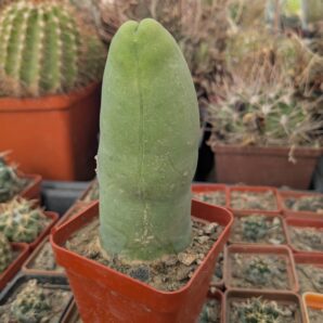 Echinopsis lageniformis f. monstruosa (Penis Cactus)