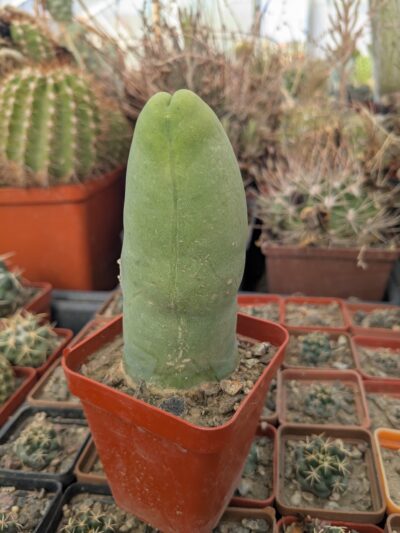 Echinopsis lageniformis f. monstruosa (Penis Cactus)