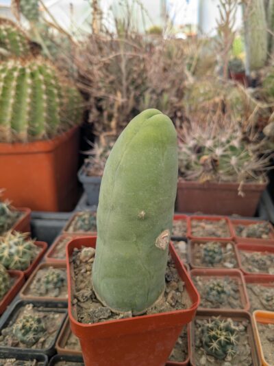 Echinopsis lageniformis f. monstruosa (Penis Cactus) - Зображення 2