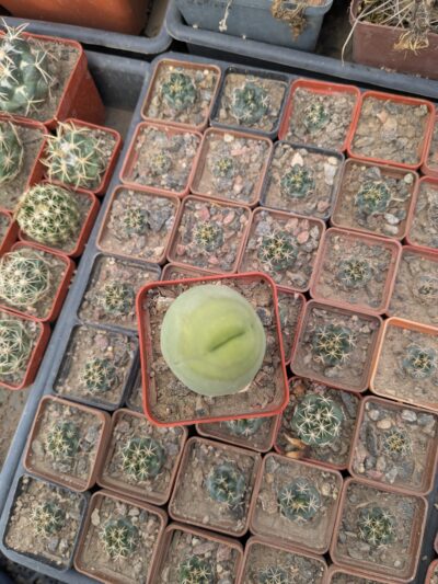 Echinopsis lageniformis f. monstruosa (Penis Cactus) - Зображення 3
