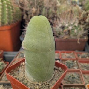 Echinopsis lageniformis f. monstruosa (Penis Cactus)