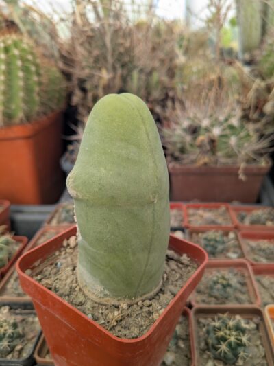 Echinopsis lageniformis f. monstruosa (Penis Cactus)