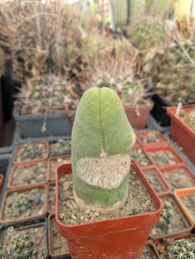 Echinopsis lageniformis f. monstruosa (Penis Cactus) - Зображення 2