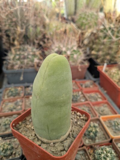 Echinopsis lageniformis f. monstruosa (Penis Cactus) - Зображення 3