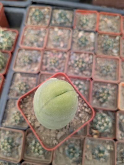 Echinopsis lageniformis f. monstruosa (Penis Cactus) - Зображення 4