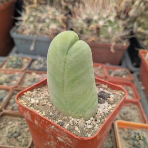 Echinopsis lageniformis f. monstruosa (Penis Cactus)