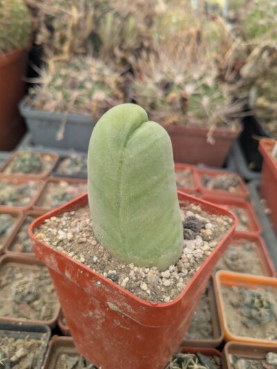Echinopsis lageniformis f. monstruosa (Penis Cactus)