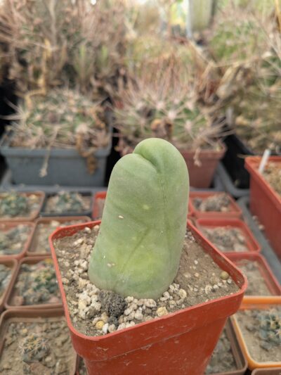 Echinopsis lageniformis f. monstruosa (Penis Cactus) - Зображення 2