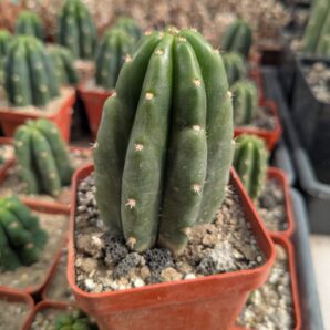Trichocereus pachanoi