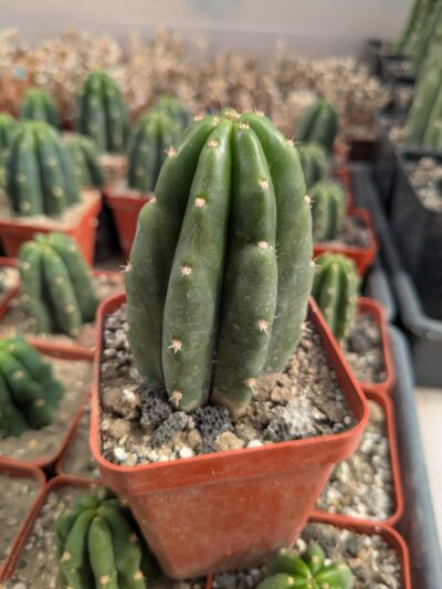 Trichocereus pachanoi