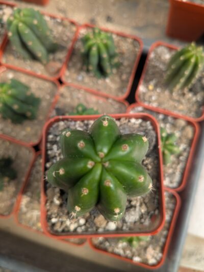 Trichocereus pachanoi - Зображення 2