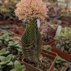 Crassula buddha's temple