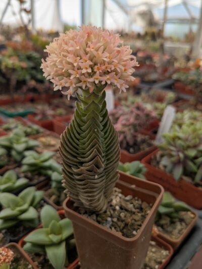 Crassula buddha's temple