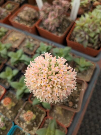 Crassula buddha's temple - Зображення 2