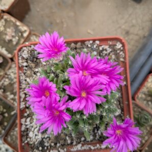 Trichodiadema densum