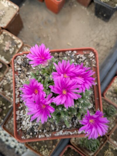 Trichodiadema densum