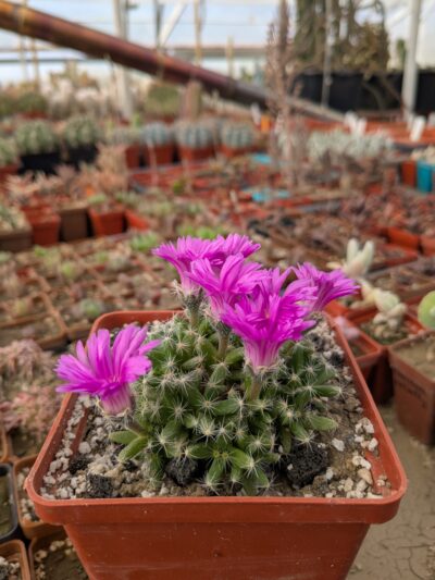 Trichodiadema densum - Зображення 2