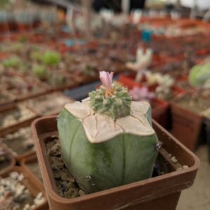 Aztekium ritteri Piltz