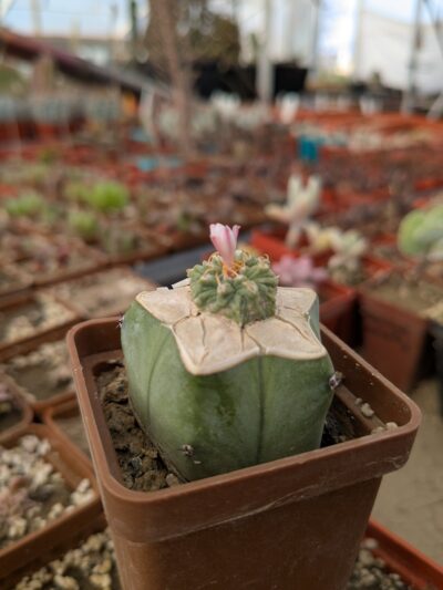 Aztekium ritteri Piltz