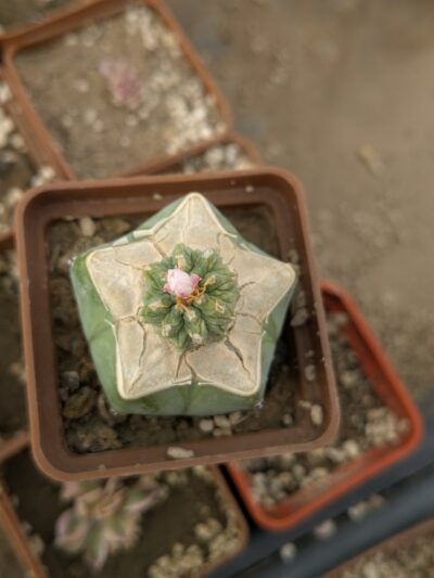 Aztekium ritteri Piltz - Зображення 2