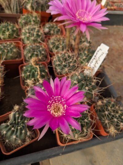 Pseudolobivia hamatacantha - Зображення 2