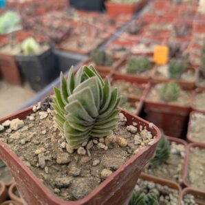 Crassula buddha's temple