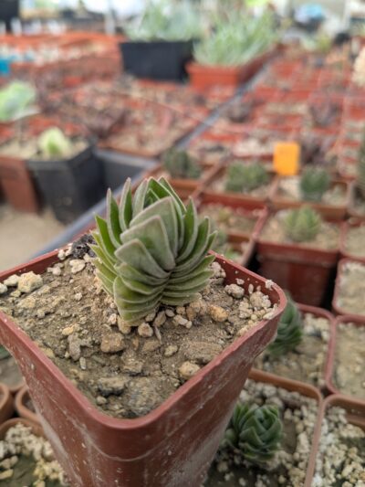 Crassula buddha's temple