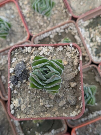Crassula buddha's temple - Зображення 2
