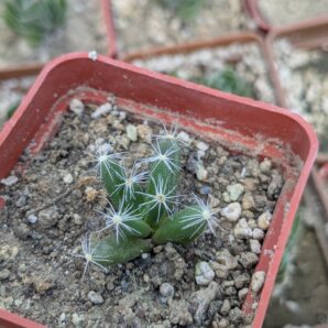 Trichodiadema densum