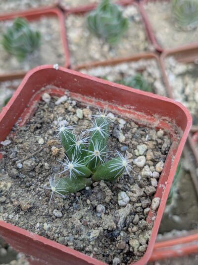 Trichodiadema densum