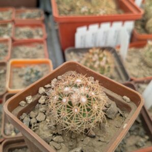 Coryphantha pusilliflora, Sra de la Paila MG 122.2