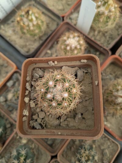 Coryphantha pusilliflora, Sra de la Paila MG 122.2 - Зображення 2