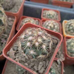 Coryphantha palmeri v. pectinata MG 116.23