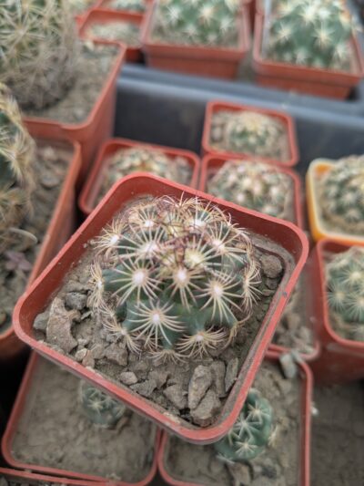 Coryphantha palmeri v. pectinata MG 116.23
