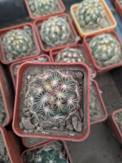 Coryphantha palmeri v. pectinata MG 116.23 - Зображення 2