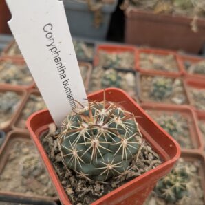 Coryphantha bumamma