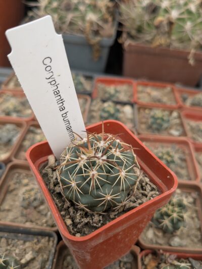 Coryphantha bumamma