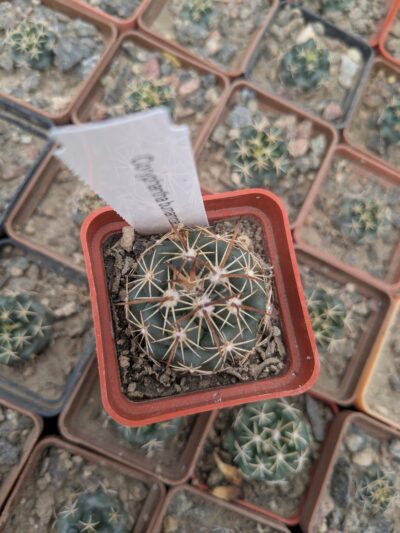 Coryphantha bumamma - Зображення 2