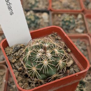 Coryphantha radians