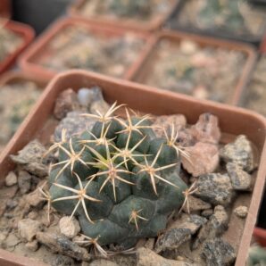 Coryphantha sulcolanata