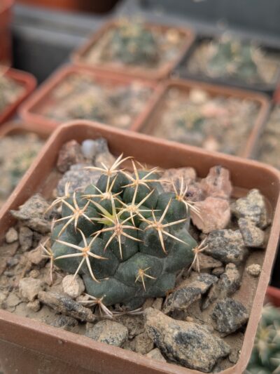 Coryphantha sulcolanata