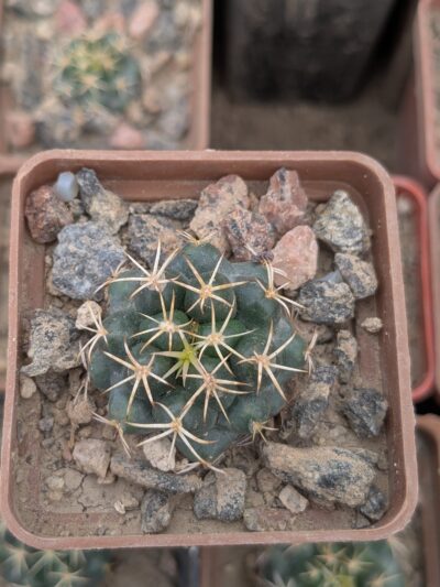 Coryphantha sulcolanata - Зображення 2
