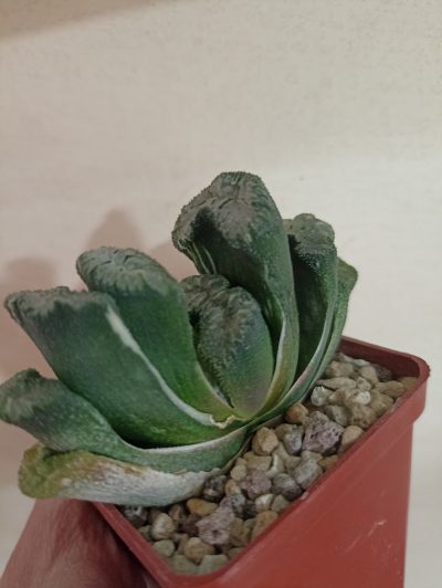Haworthia Truncata Variegata - Зображення 3