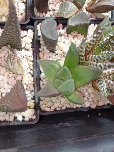 Haworthia Mutica Hybrid Variegated - Зображення 2