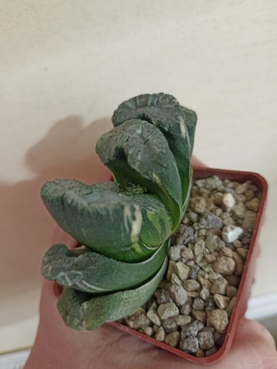 Haworthia Truncata Variegata - Зображення 2