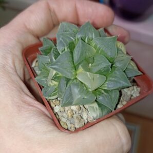 Haworthia Paradise Flower Variegata