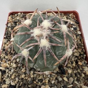 Echinocactus horizonthalonius, Mineral de Pozos, Gto