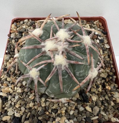 Echinocactus horizonthalonius, Mineral de Pozos, Gto
